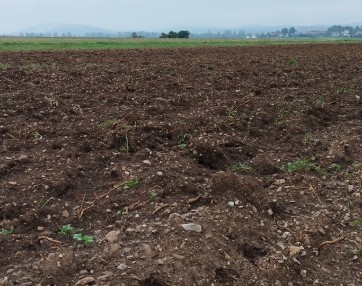 Na poplavnem vršaju Cerkniščice so danes njive, foto arhiv Zavod Jezerski hram.