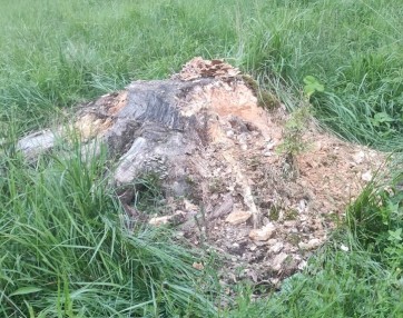 Posledica delovanja medveda na stiku med kulturno krajino in gozdom, foto arhiv Zavod Jezerski hram.