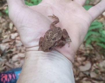 Vhodni deli podzemnih jam so pribežališče za dvoživke. Foto arhiv Zavod Jezerski hram.